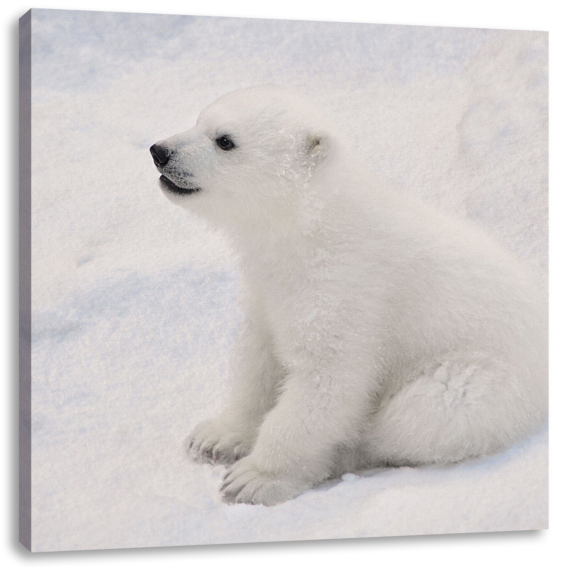 Leinwandbild Baby, St), niedliches inkl. bespannt, Baby Eisbär Pixxprint (1 Eisbär Leinwandbild fertig niedliches Zackenaufhänger