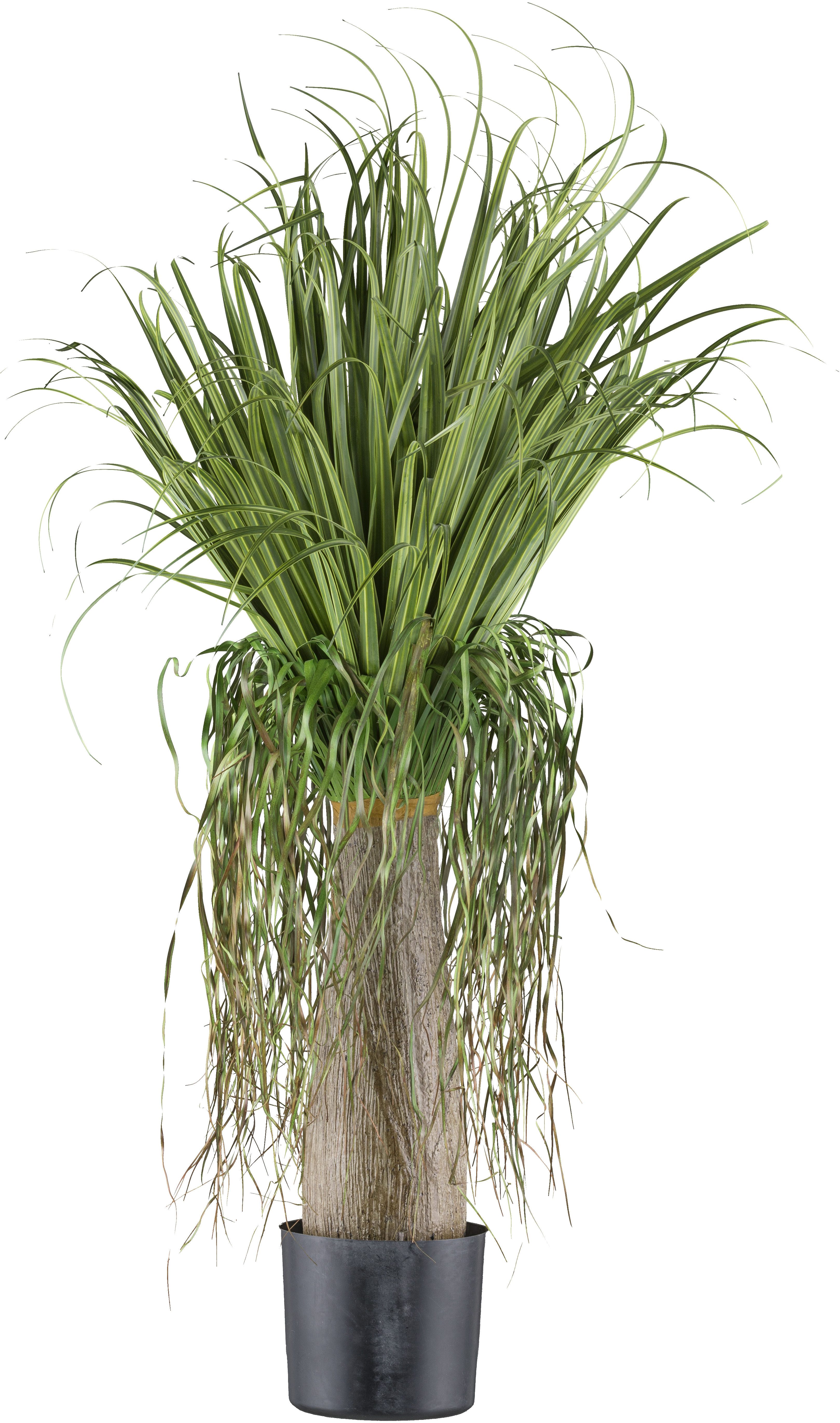 Kunstpflanze Elefantenfuß Beaucarnea, Creativ green, Höhe günstig online kaufen