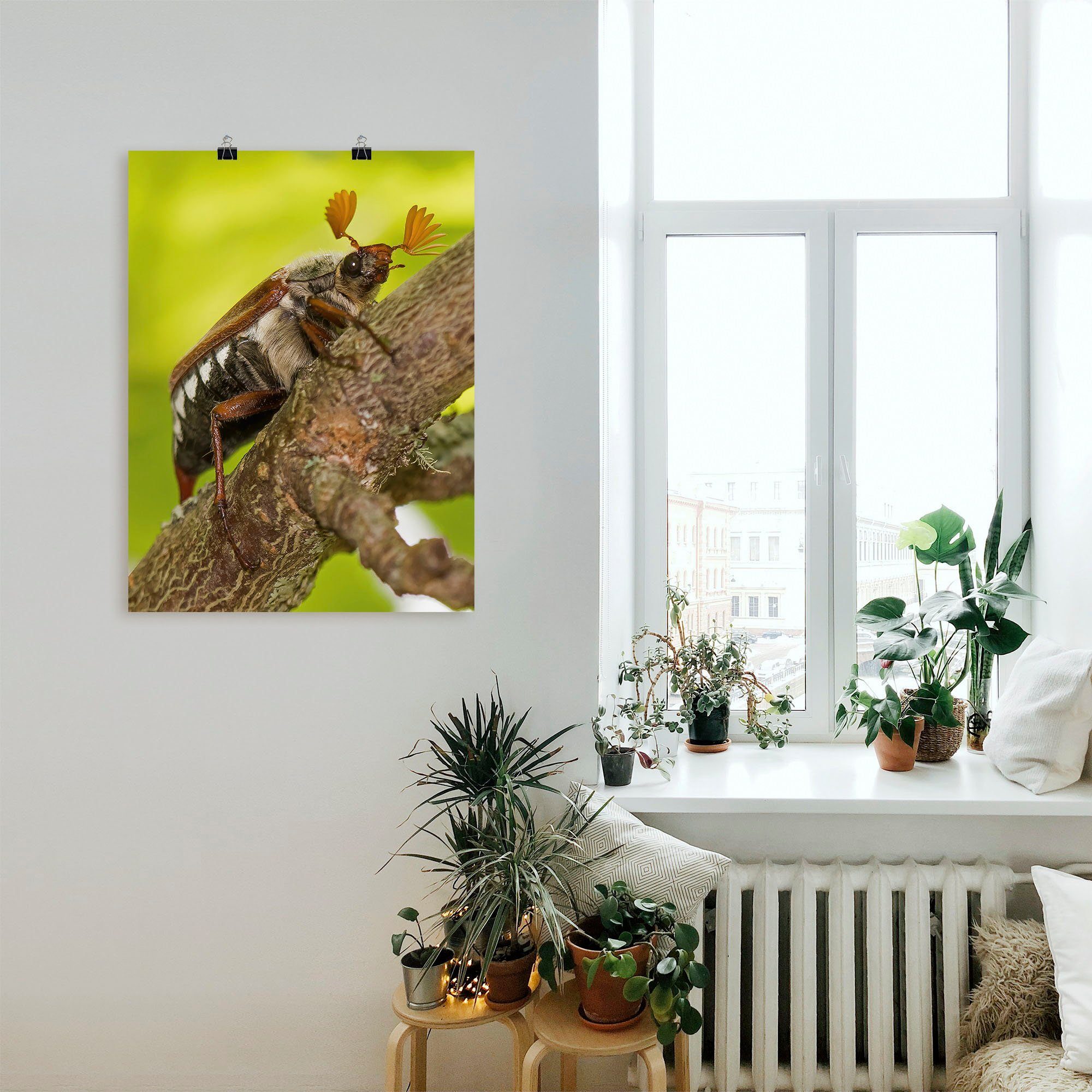 in Wandaufkleber (1 Leinwandbild, Artland Alubild, St), als Wandbild Insekten Größen Maikäfer, oder versch. Poster