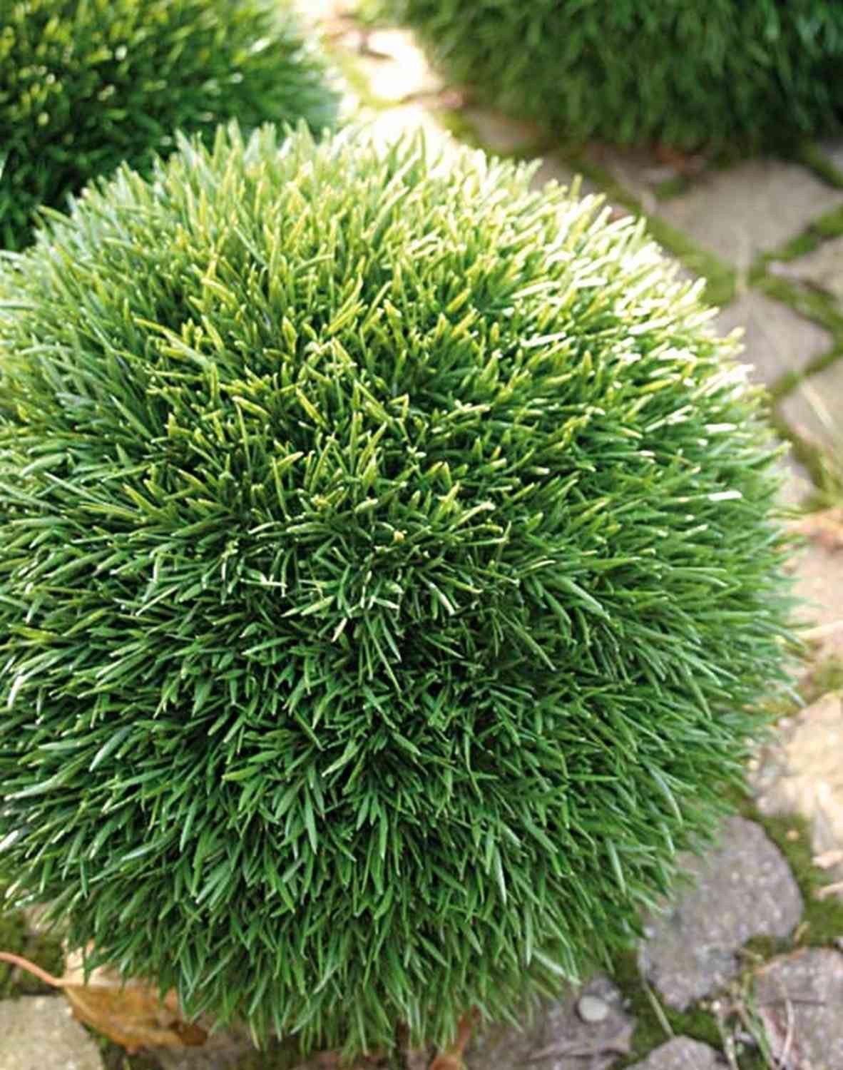 Kunstpflanze Kunst Schilfgras Kugel PANTHOS, Kunststoffgitter, Ø15cm Schilf, artplants, Höhe 15.0 cm