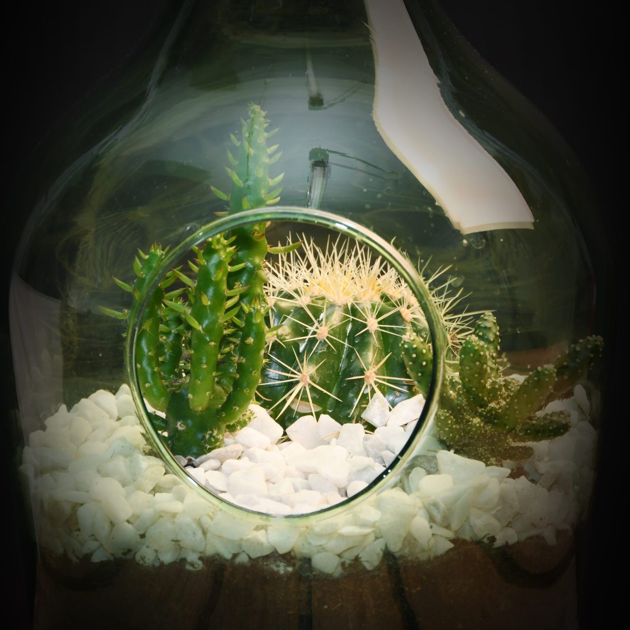 esschert design Pflanzschale AGG92, Pflanzliches Terrarium günstig online kaufen