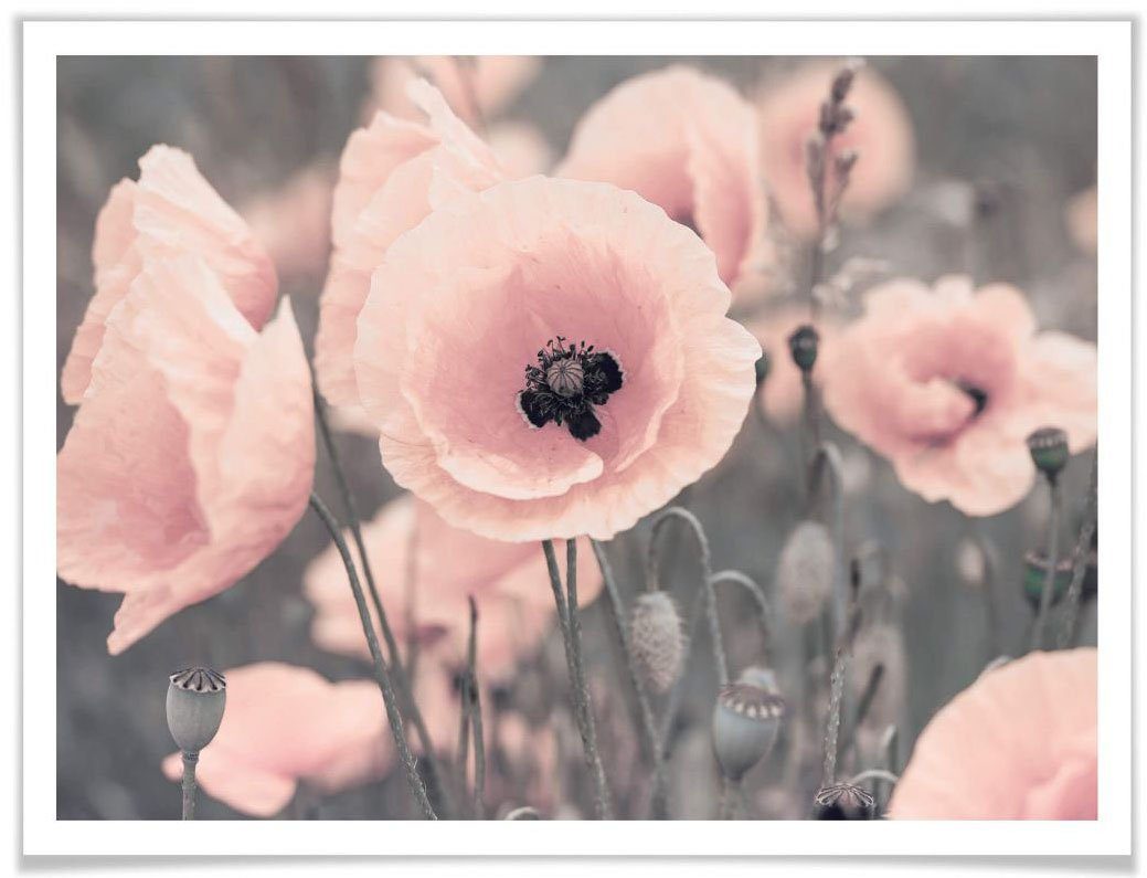 Wall-Art Poster St) Blumen Rosa Mohnblume, (1