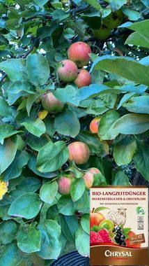 Chrysal Beerendünger BIO Dünger Beerensträucher & Obstbäume, 1-St., 1 Karton 700 g, BIO Dünger, Langzeitdünger ca. 45 Anwendungen
