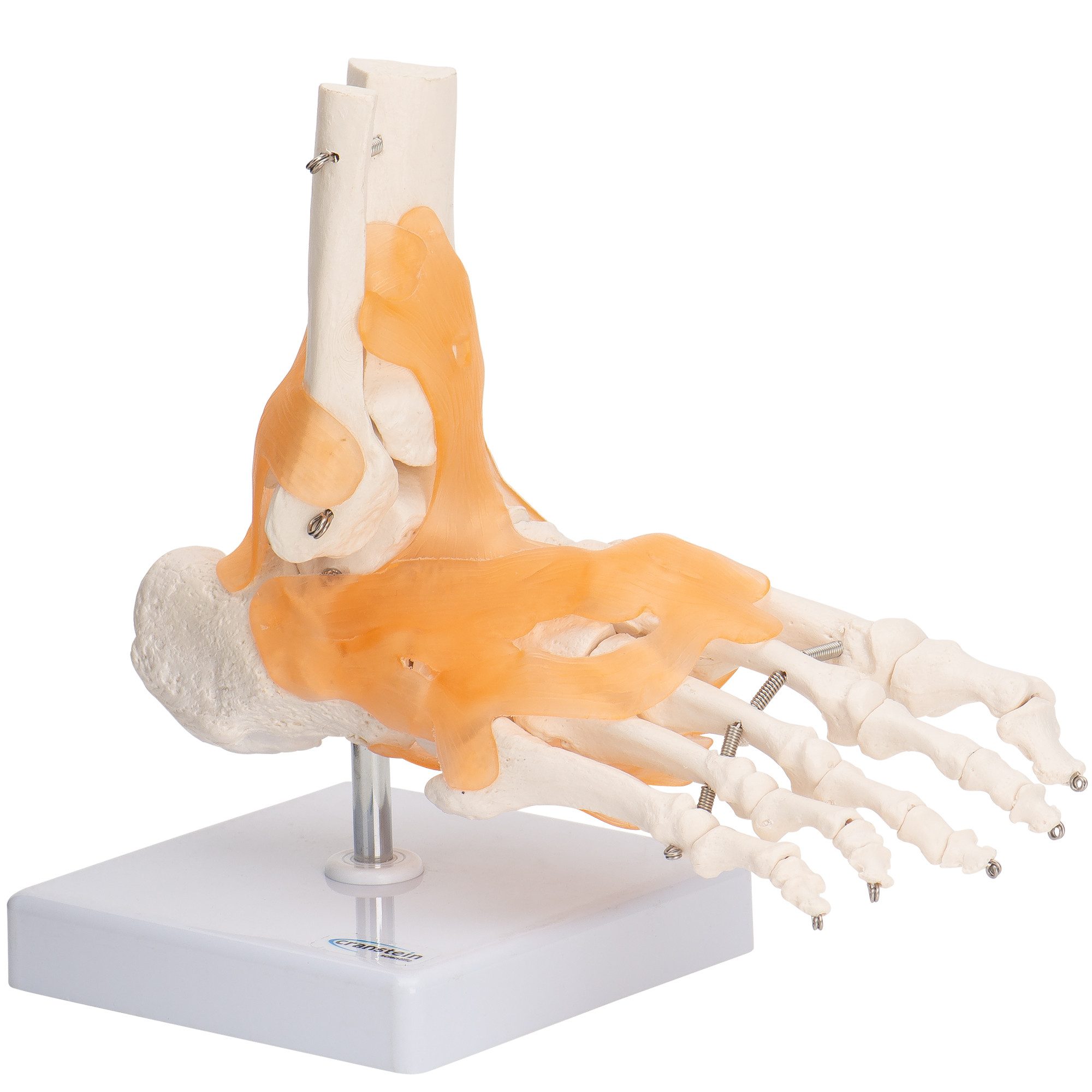 Cranstein Scientific Dekoobjekt Fußskelett Fuß Anatomie Modell lebensgroß mit Ligamenten Unterschenke