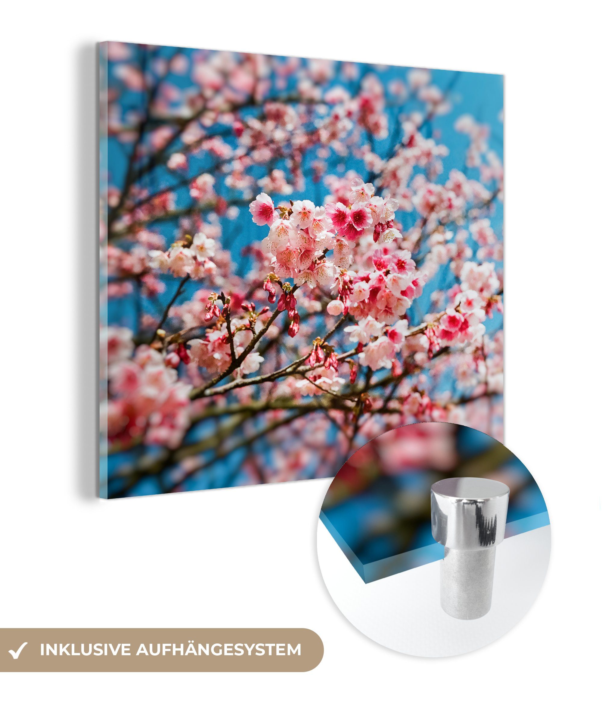 MuchoWow Acrylglasbild Frühling - Sakura - Rosa, (1 St), Glasbilder - Bilder auf Glas Wandbild - Foto auf Glas - Wanddekoration