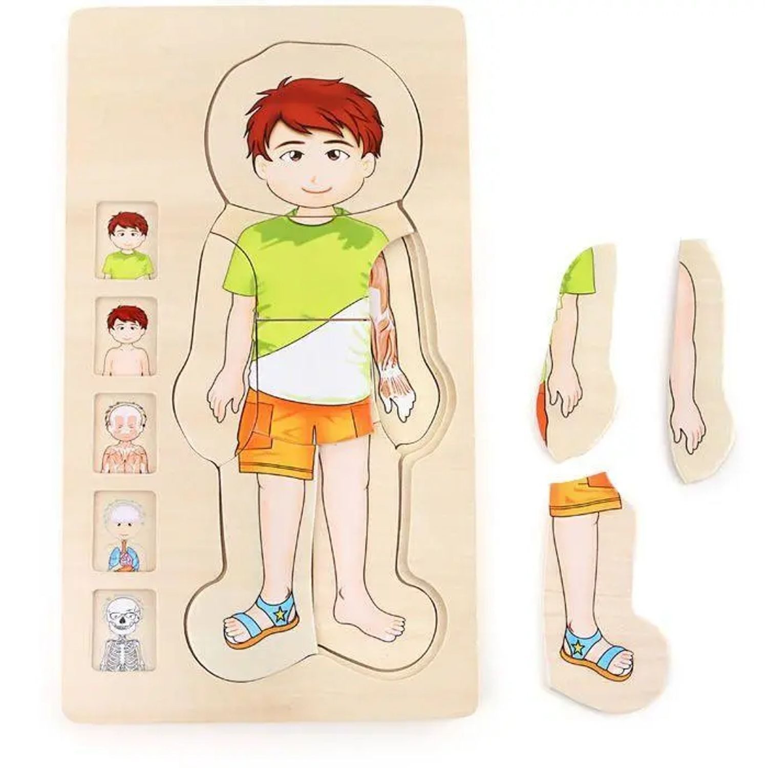 Small Foot Puzzle Schichtenpuzzle Anatomie Junge, Puzzleteile