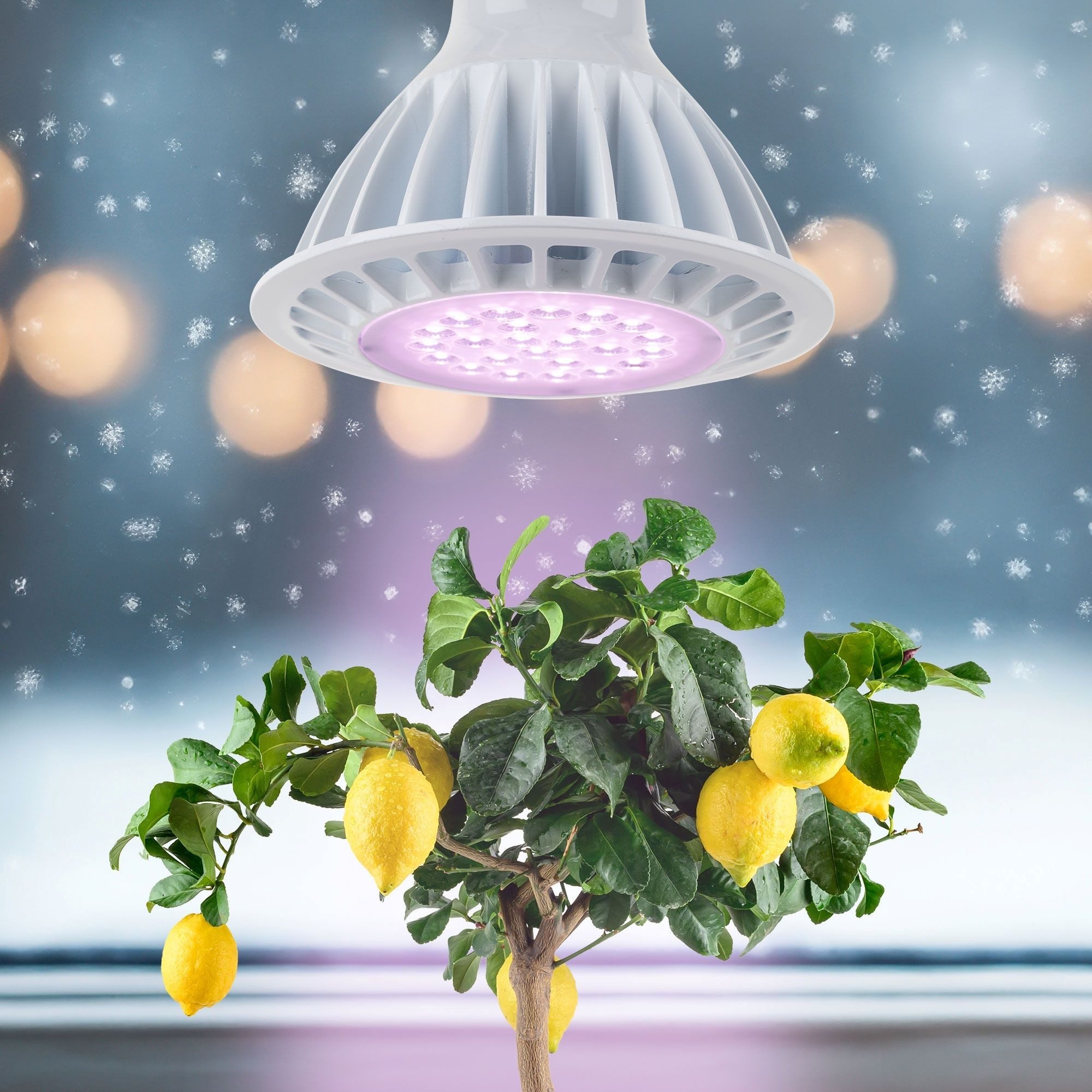 Meine Orangerie Pflanzenlampe SPOT – Spezialleuchte zur Überwinterung von P günstig online kaufen