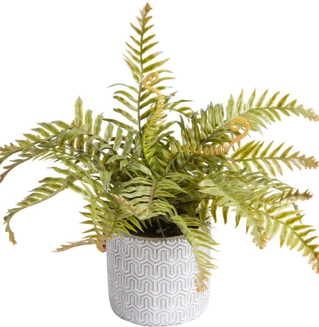 Künstliche Zimmerpflanze »Farn im Zementtopf«, Botanic-Haus, Höhe 24 cm  online kaufen | OTTO
