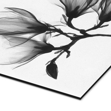 Posterlounge Alu-Dibond-Druck Art Couture, Röntgenbild einer Magnolie, Fotografie