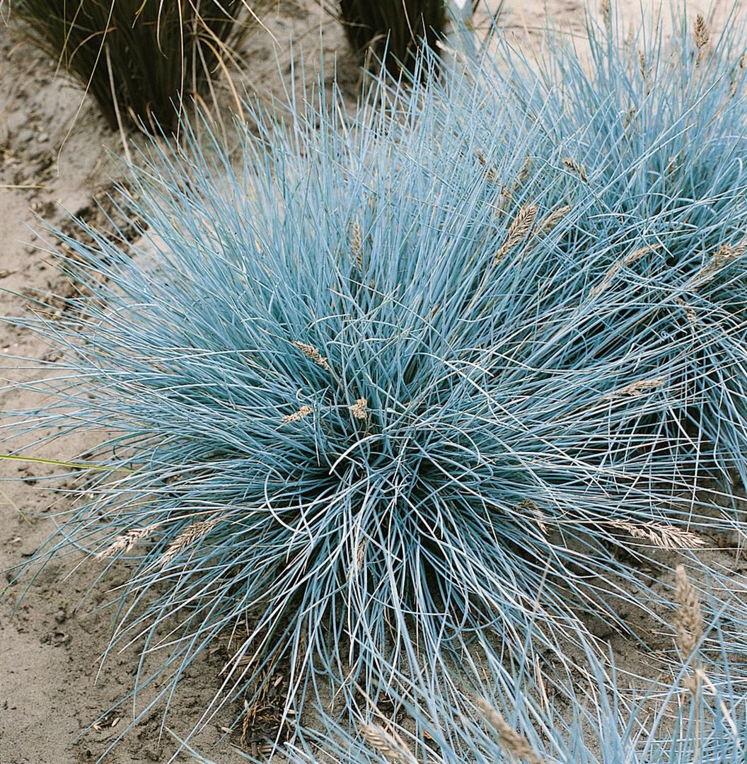 Pflanzen für Dich Gräser Festuca cinerea Uchte, 1 St., Blauschwingel, Blau-Schwingelgras, blaugrau, kompaktwüchsig