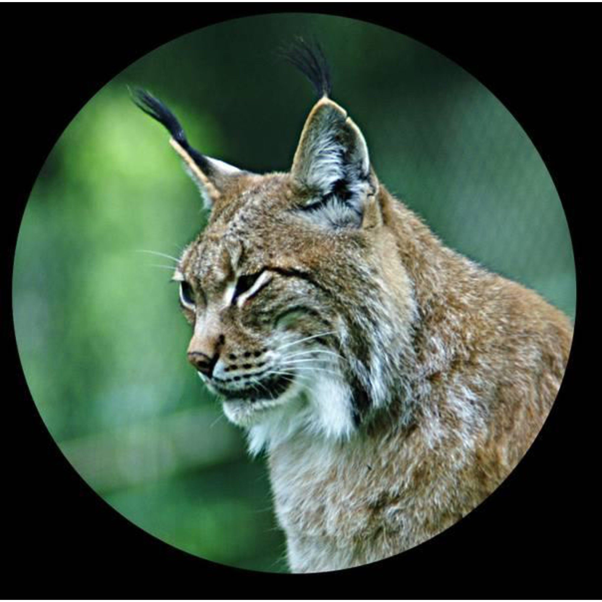 Minox Minox Monokular Macroscope MS 8x25 Fernglas