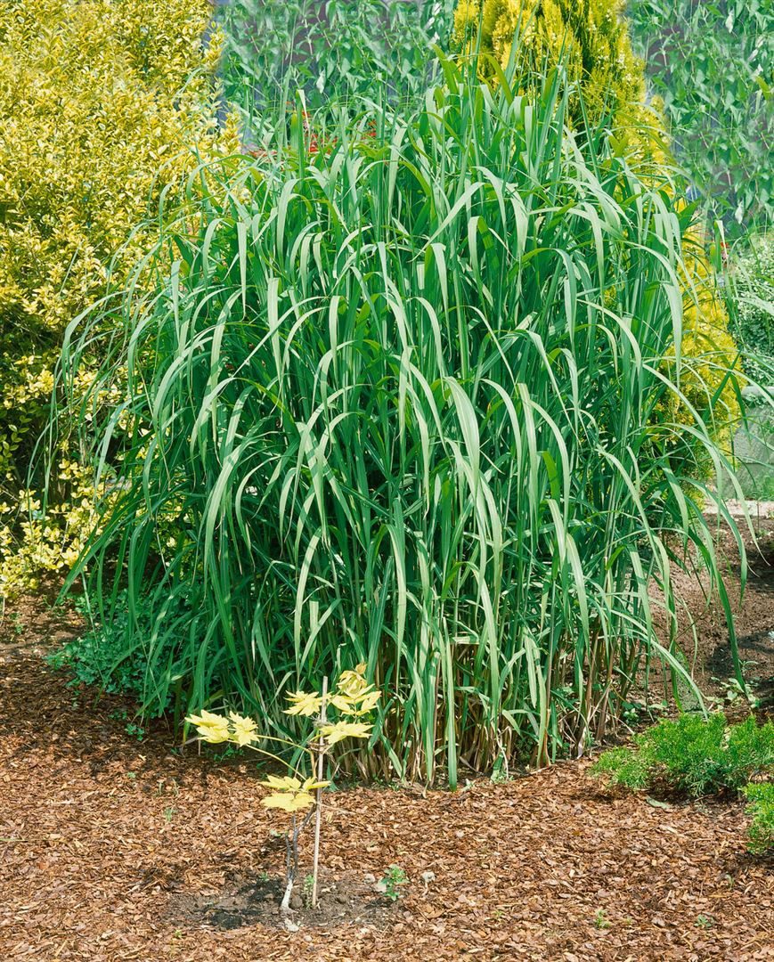Pflanzen für Dich Gräser Miscanthus giganteus Aksel Olsen, 1 St., Riesen-Chinaschilf, Elefantengras, hochwachsend, winterhart