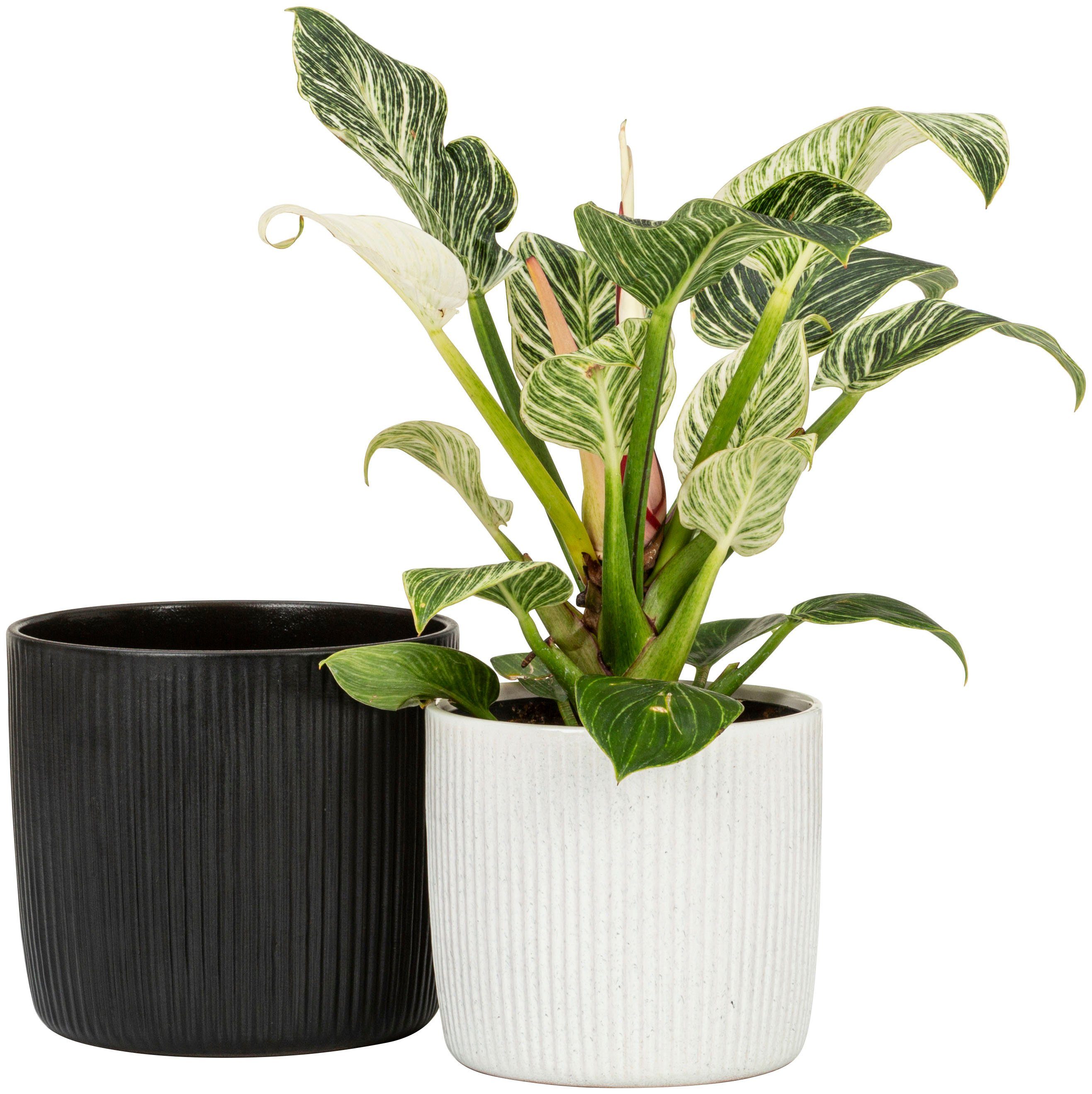 Scheurich Blumentopf 909/21 ebano günstig online kaufen