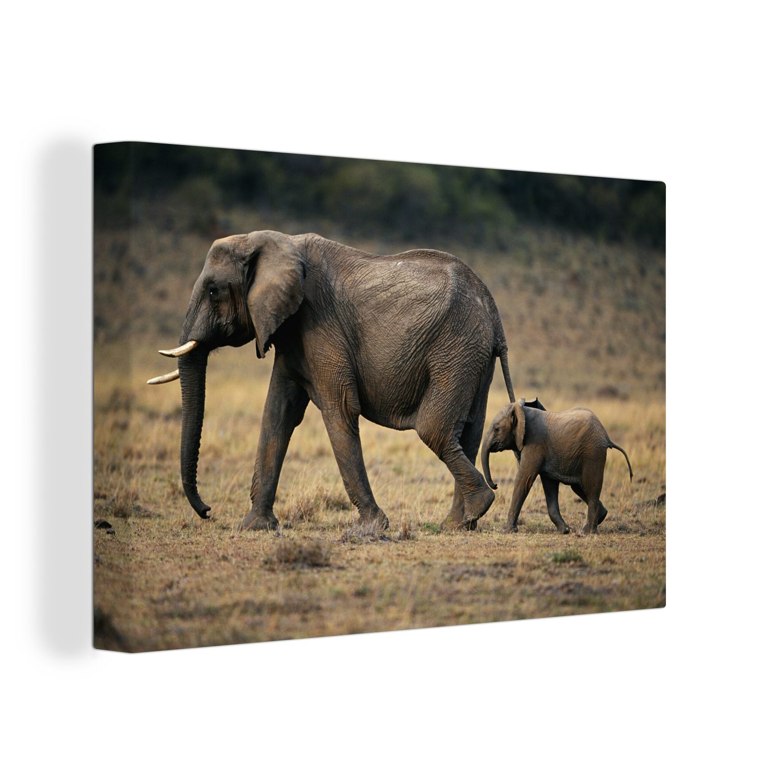 OneMillionCanvasses® Leinwandbild Elefant - Kalb - Kenia, (1 St), Wandbild Leinwandbilder, Aufhängefertig, Wanddeko, 30x20 cm