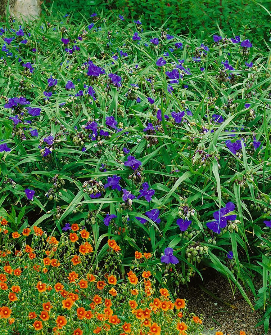 Pflanzen für Dich Staude Tradescantia anders. Zwanenburg Blue, 1 St., Dreimasterblume
