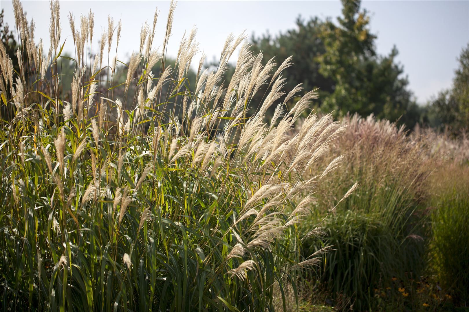 Pflanzen für Dich Gräser Miscanthus sinensis Silberturm, 1 St., Chinaschilf, Silberfeder, Eulaliagras, silbrig, aufrecht