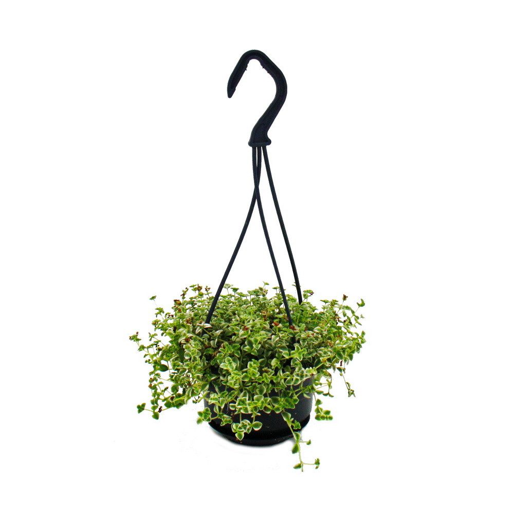 Exotenherz Zimmerpflanze Pflegeleichte Mini-Ampelpflanzen in der 12cm Ampel