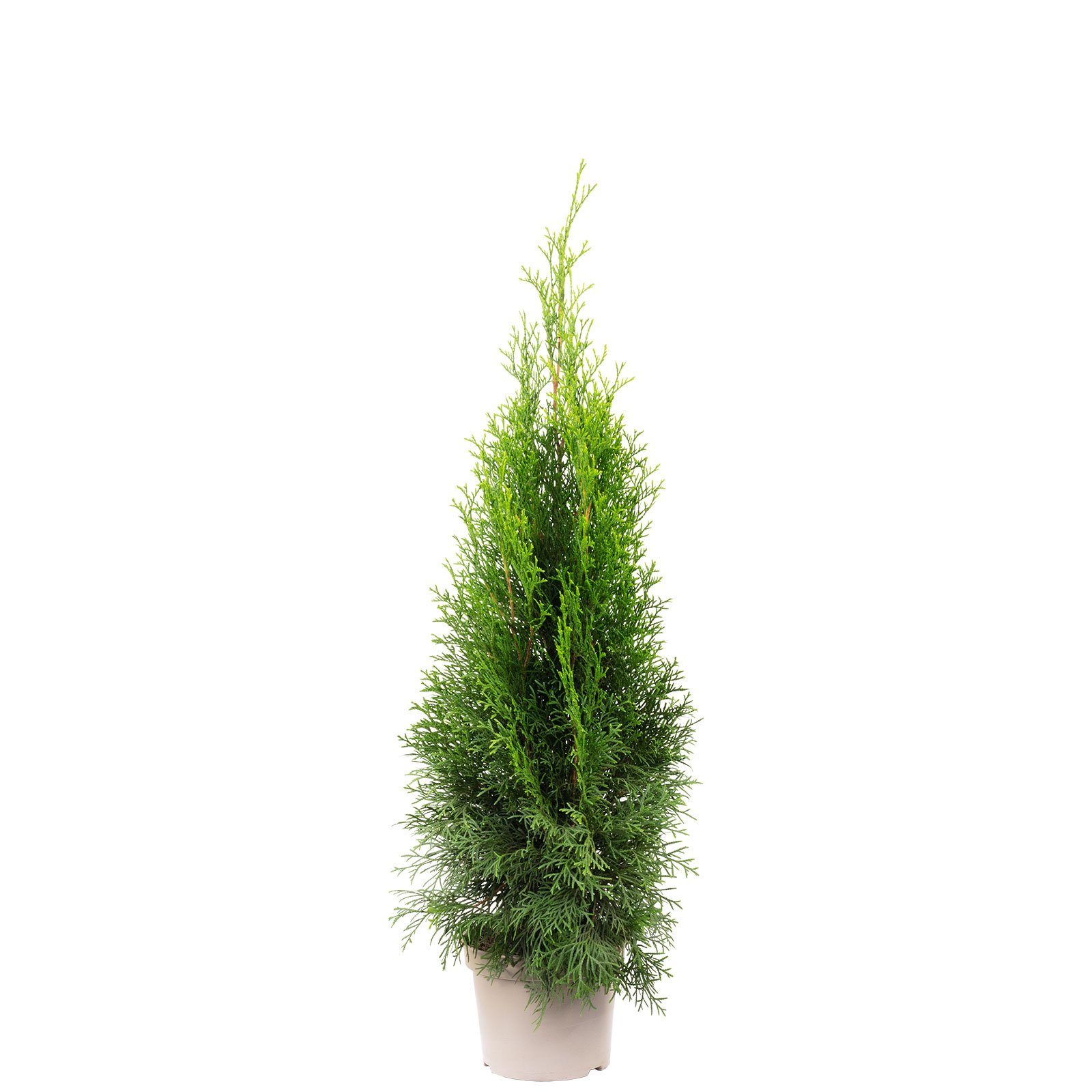 Flowerbox Hecken Lebensbaum "Smaragd" C2 - Thuja occidentalis smaragd, - Höhe ca. 40-60 cm. € 22,49