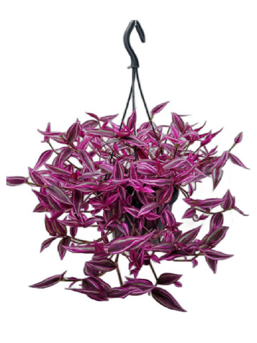 meinvipshop Zimmerpflanze Tradescantia zebrina Pink Paradise 40cm Zimmerpfl günstig online kaufen