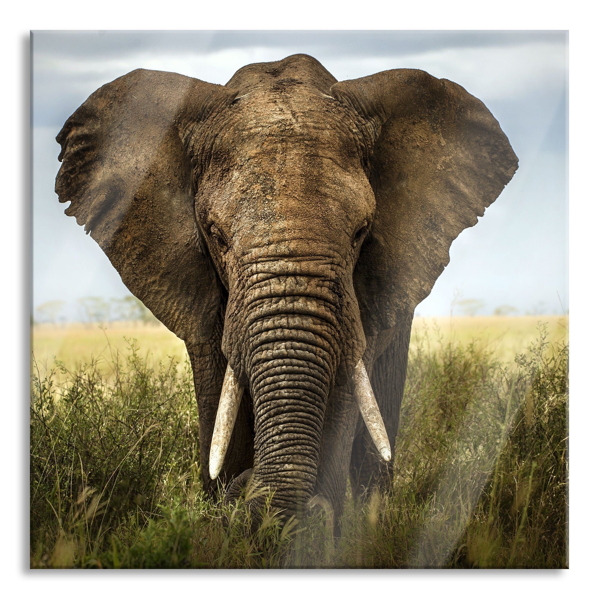 Glasbild St), inkl. Glasbild Imposanter Aufhängungen und Abstandshalter Imposanter Pixxprint (1 aus Echtglas, Elefant, Elefant