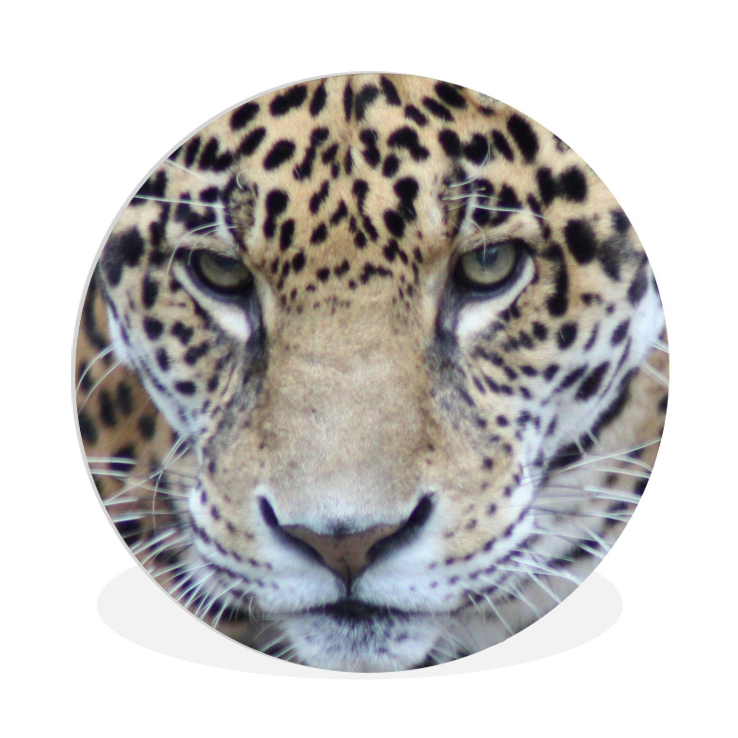 MuchoWow Gemälde Jaguar - Raubtier - Augen, (1 St), Kreis Wanddekoration Forex, Rundes Wandbild, Wohnzimmer, 30x30 cm