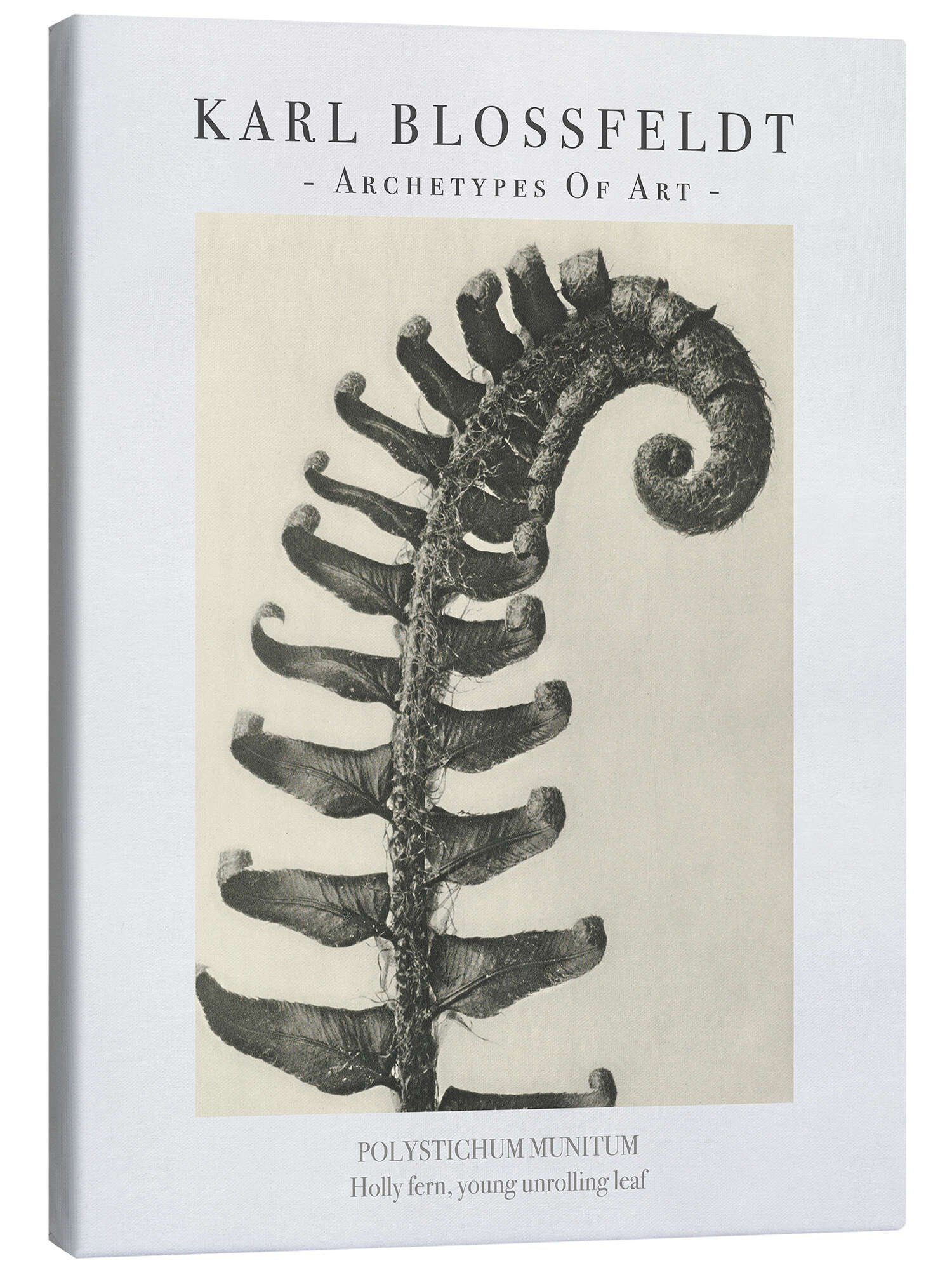 Leinwandbild Karl Blossfeldt