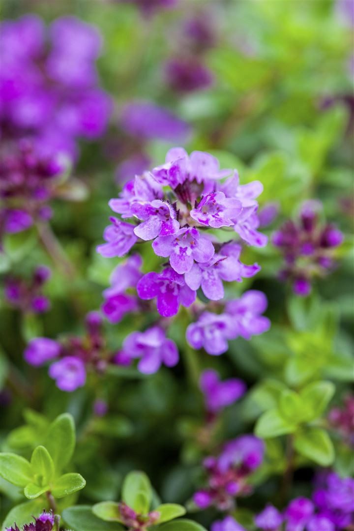 Pflanzen für Dich Bodendecker Thymus serpyllum Coccineus, 1 St., Sand-Thymian, Feld-Thymian, Quendel, teppichbildend, purpurrot