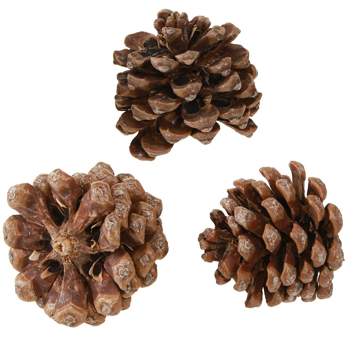 Trockenblume Naturbelassene Pinus Pinea Zapfen mittel 10/14cm, 50 Stück, Viana, Höhe 10 cm