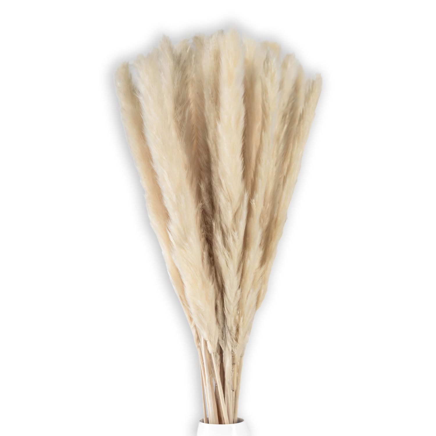 Trockenblume, Intirilife, Höhe 5 cm, Pampasgras 30 Stück Weiß Trockenblume günstig online kaufen