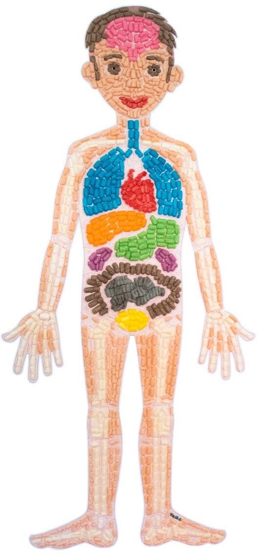 PlayMais Kreativset Bastel Kreativität Anatomiepuzzle Mein Körper 34 Bastellkarten 160745