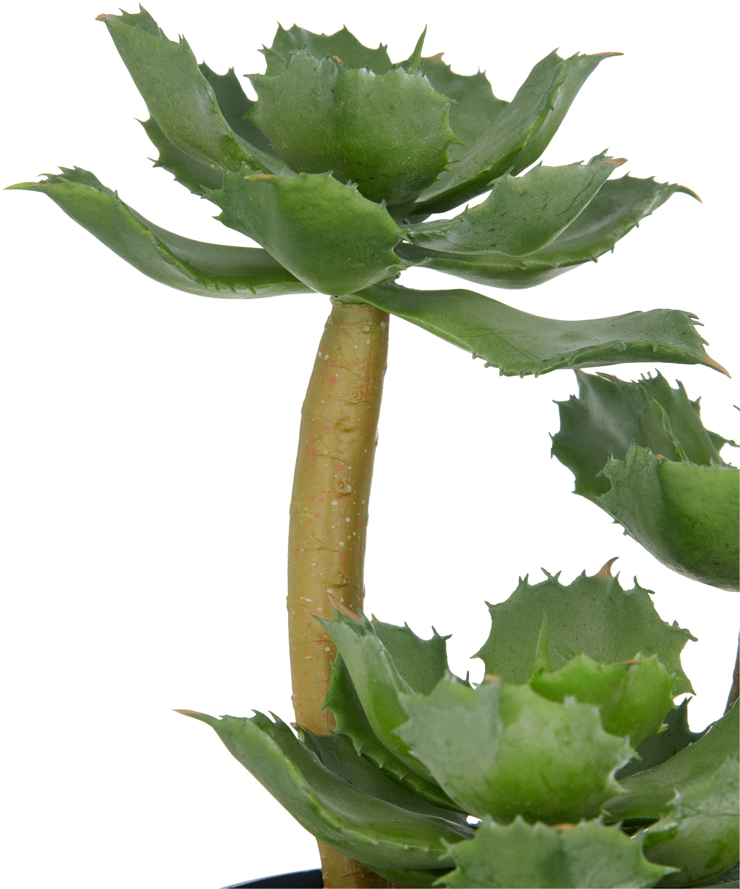 Kunstpflanze Echeveria, Creativ green, Höhe 28 cm, mit dekorativem Kies günstig online kaufen