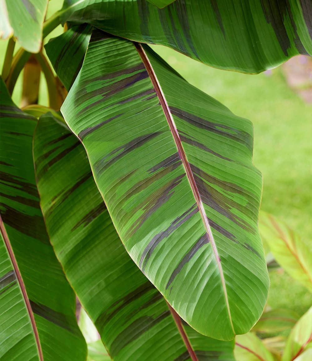 BALDUR Garten Bananenbaum Winterharte Banane 'Ever Red®', 1 St., Bananenstauden, winterhart, mehrjährig, pflegeleicht