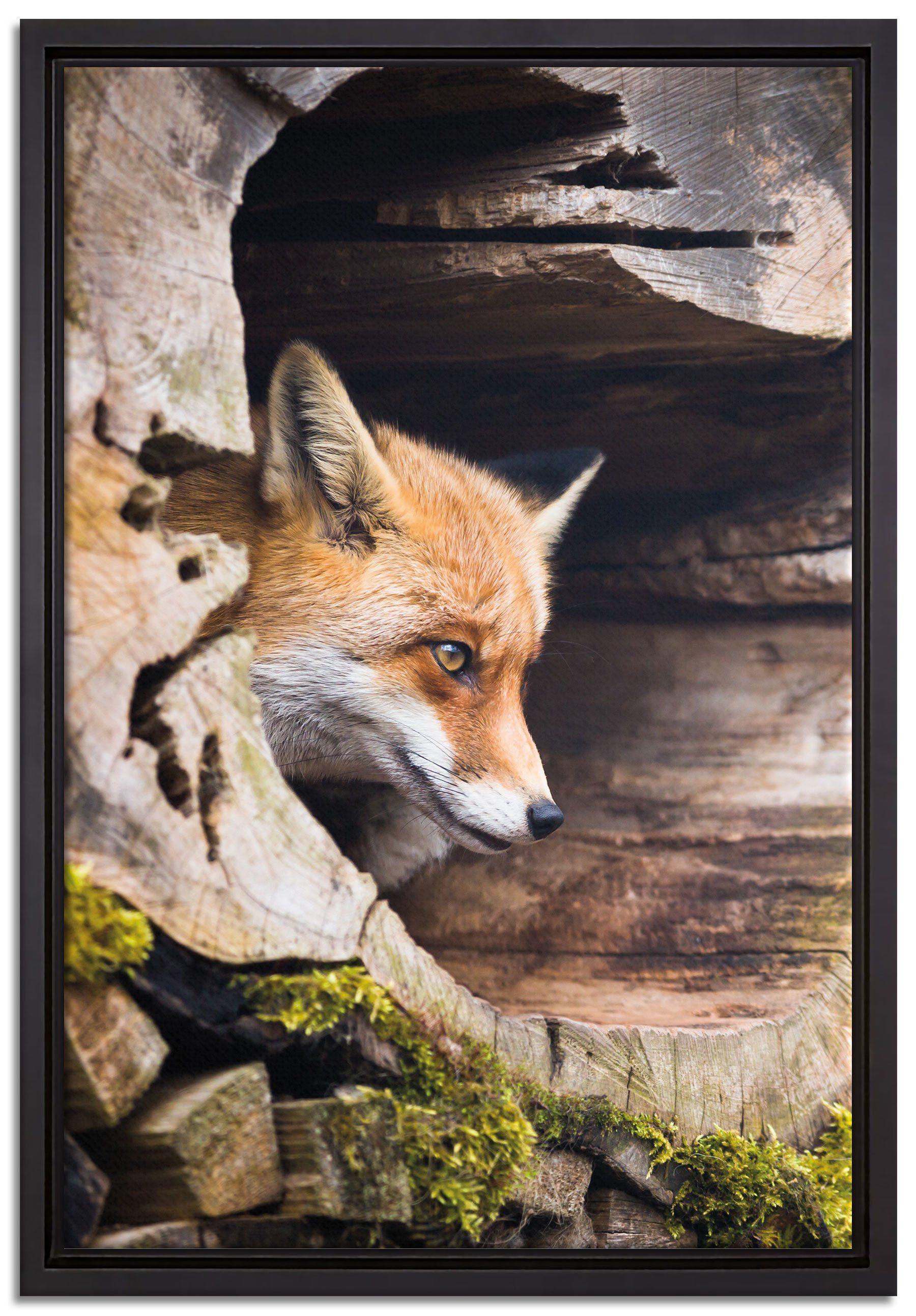 Pixxprint Leinwandbild Fuchs im Baumstamm, Wanddekoration (1 St), Leinwandbild fertig bespannt, in einem Schattenfugen-Bilderrahmen gefasst, inkl. Zackenaufhänger