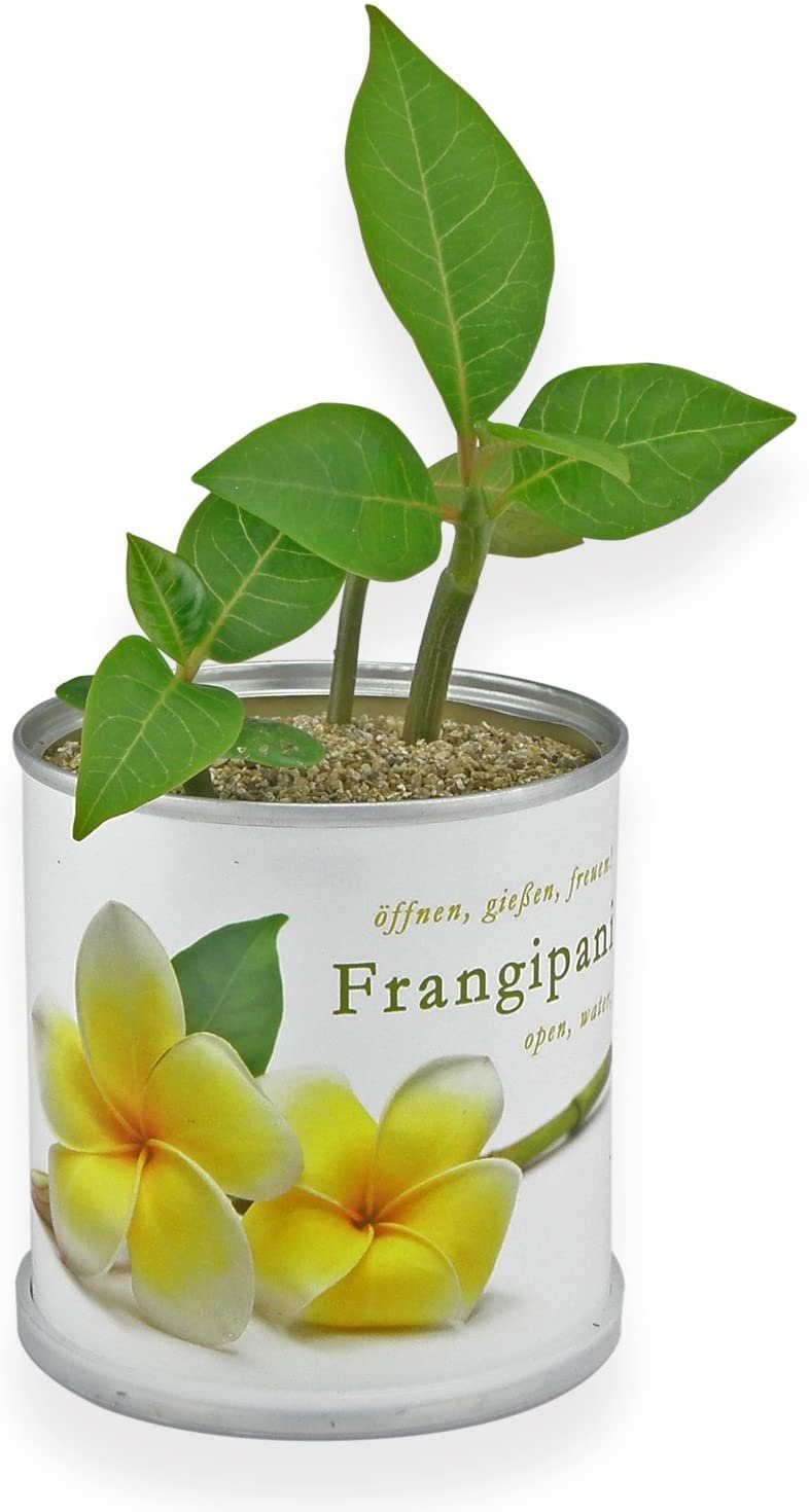 MacFlowers® Anzuchttopf Frangipani Plumeria Blumen in B der Schönheit, 75x H tropische T Dose cm 80 75x