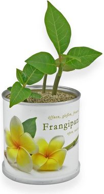 MacFlowers® Anzuchttopf Frangipani Plumeria Blumen in der Dose tropische Schönheit, T 75x B 75x H 80 cm