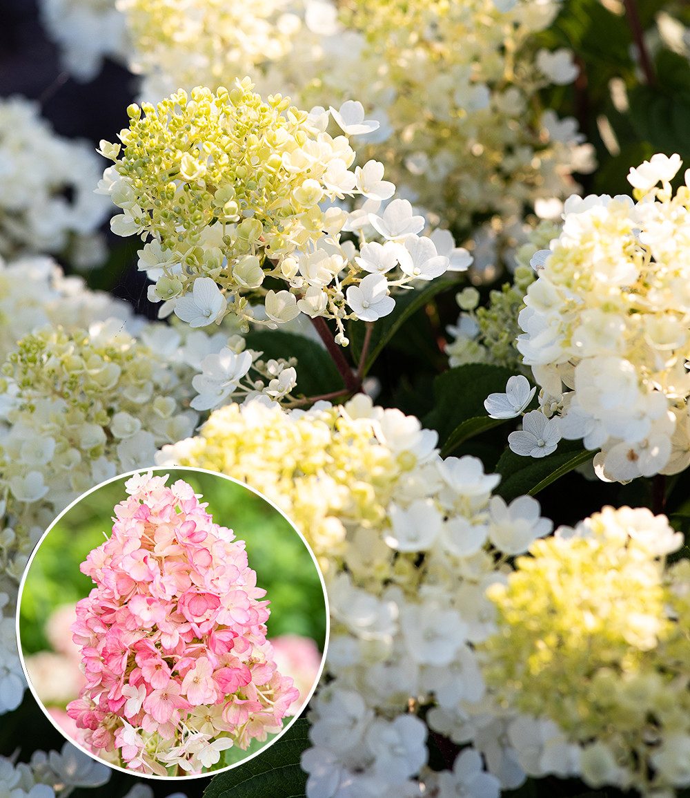 BALDUR Garten Zierstrauch Rispen-Hortensie 'Living Little Blossom®', 1 St., Rispenhortensie, winterhart, langblühend, farbwechselnd