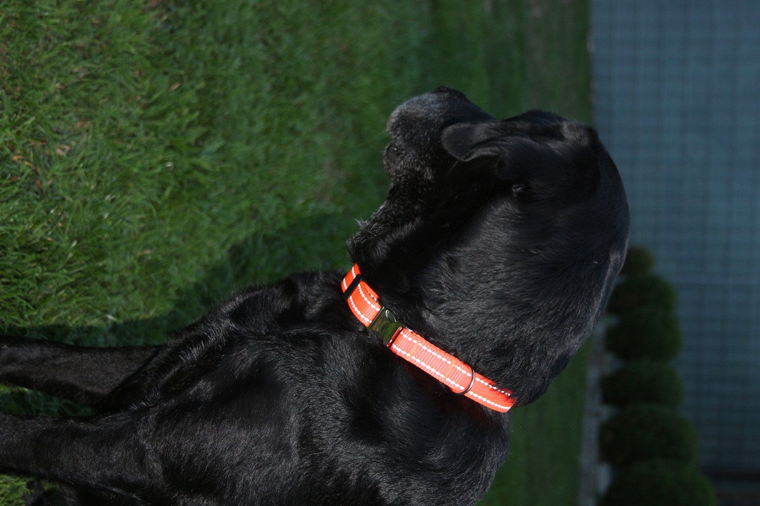 Activity4Dogs Hunde-Halsband für große Hunde, reflektierend Signal-orange stufenlos verstellbar, Made in Germany