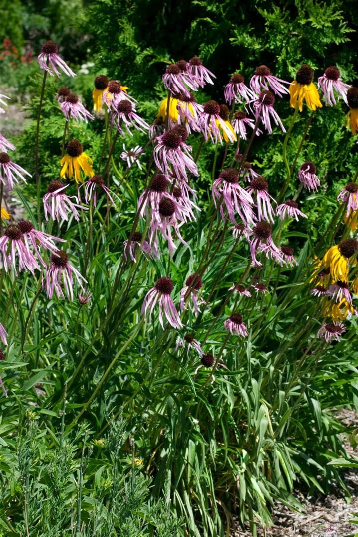 Pflanzen für Dich Staude Echinacea pallida, 1 St., Blasser Sonnenhut, Blassfarbiger Scheinsonnenhut