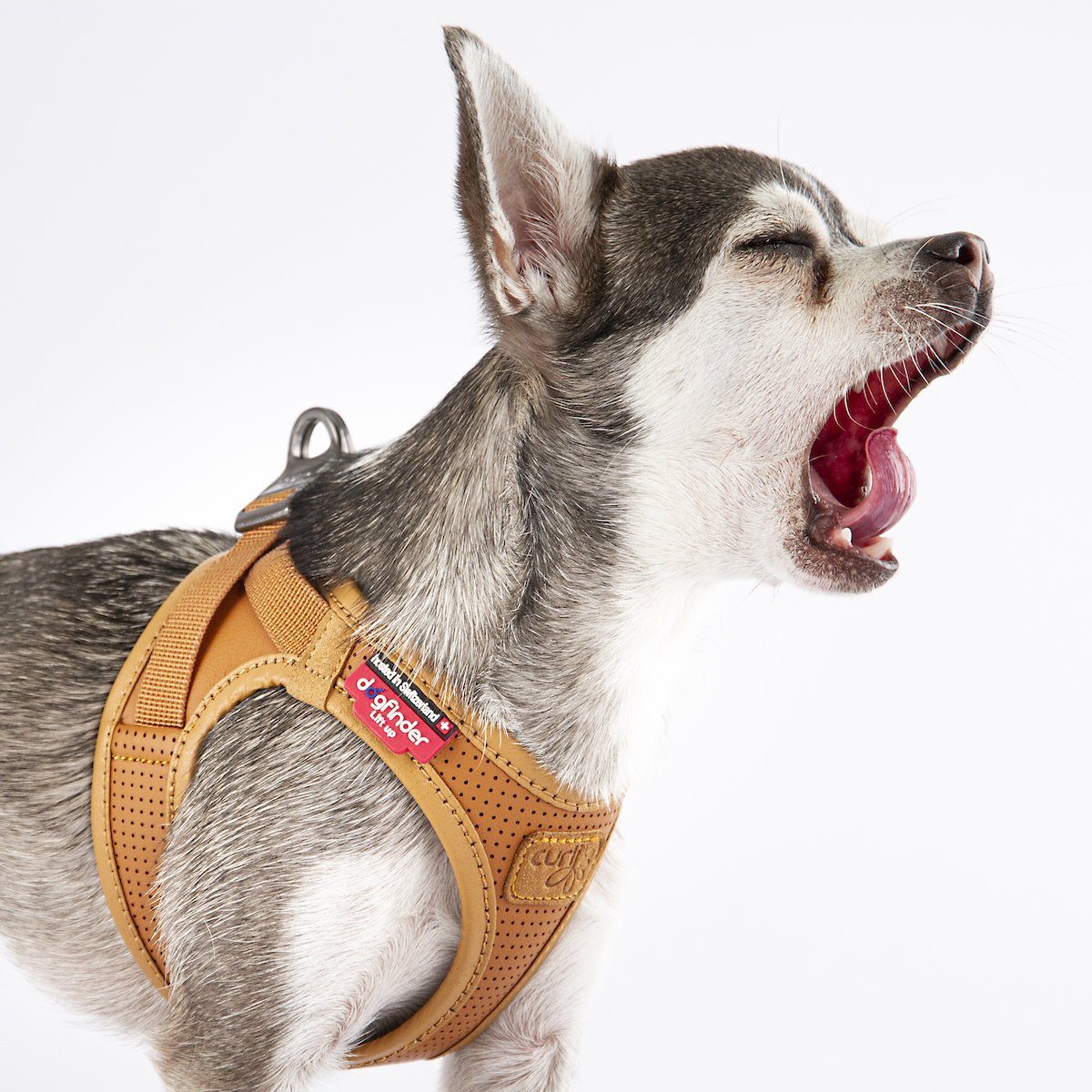 Curli Hunde-Geschirr Apfel Leder Geschirr braun günstig online kaufen