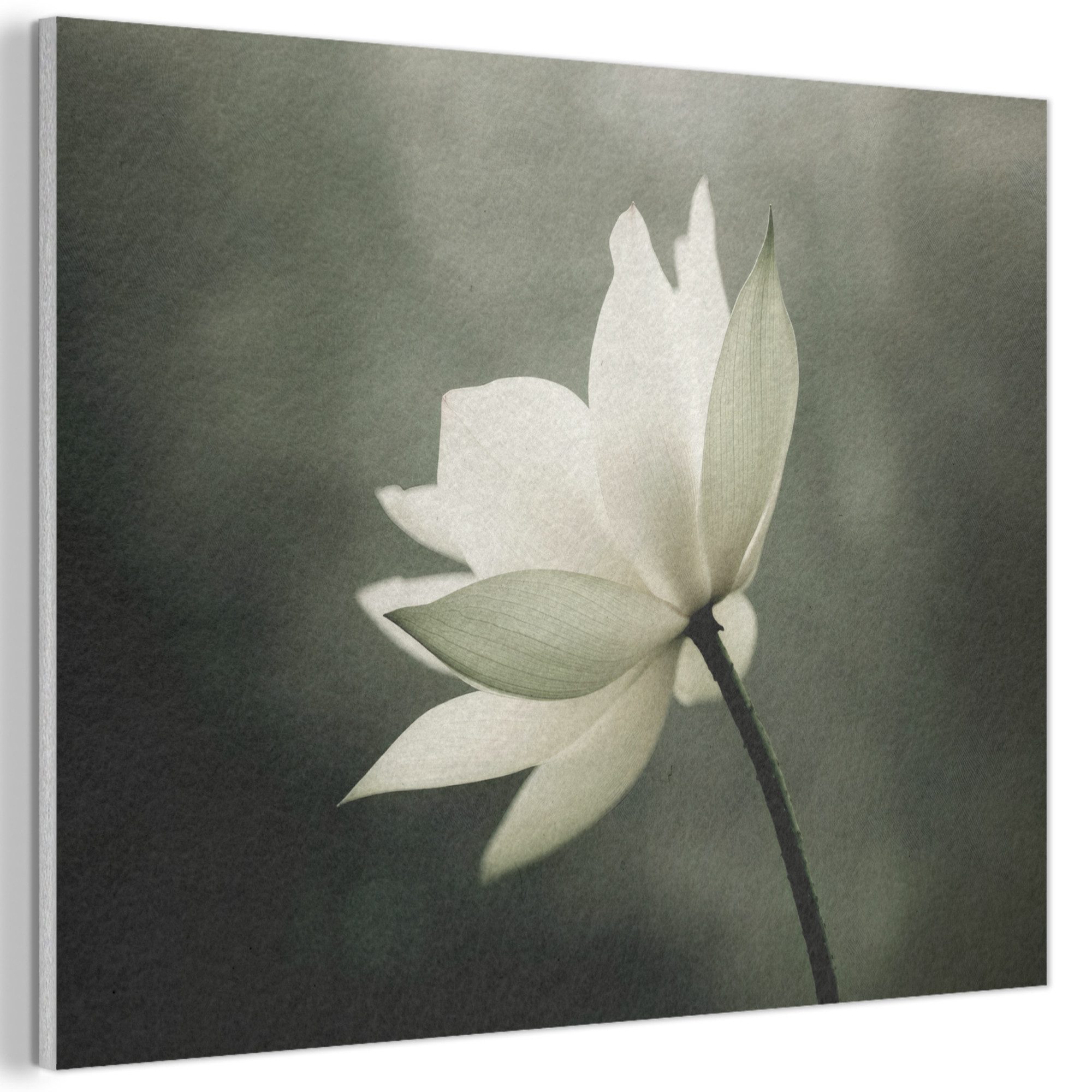 MuchoWow Gemälde Weiß - Lotus - Dunkel - Blume, Fotodruck (1 St), Akustikpaneele PET-Filz, Akustikbild, Schalldämmung, Deko 40x30 cm