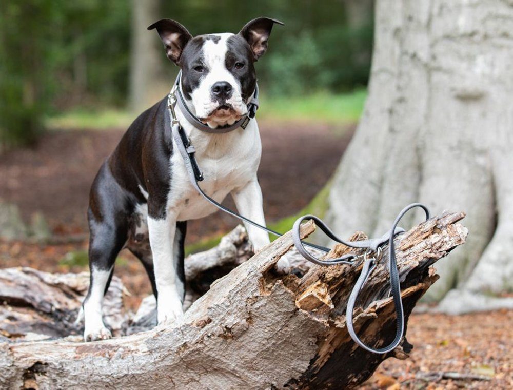 Nobby Führleine Velours, Veloursleder, aus italienischen Rinderhäuten hergestellt (EU zertifiziert)
