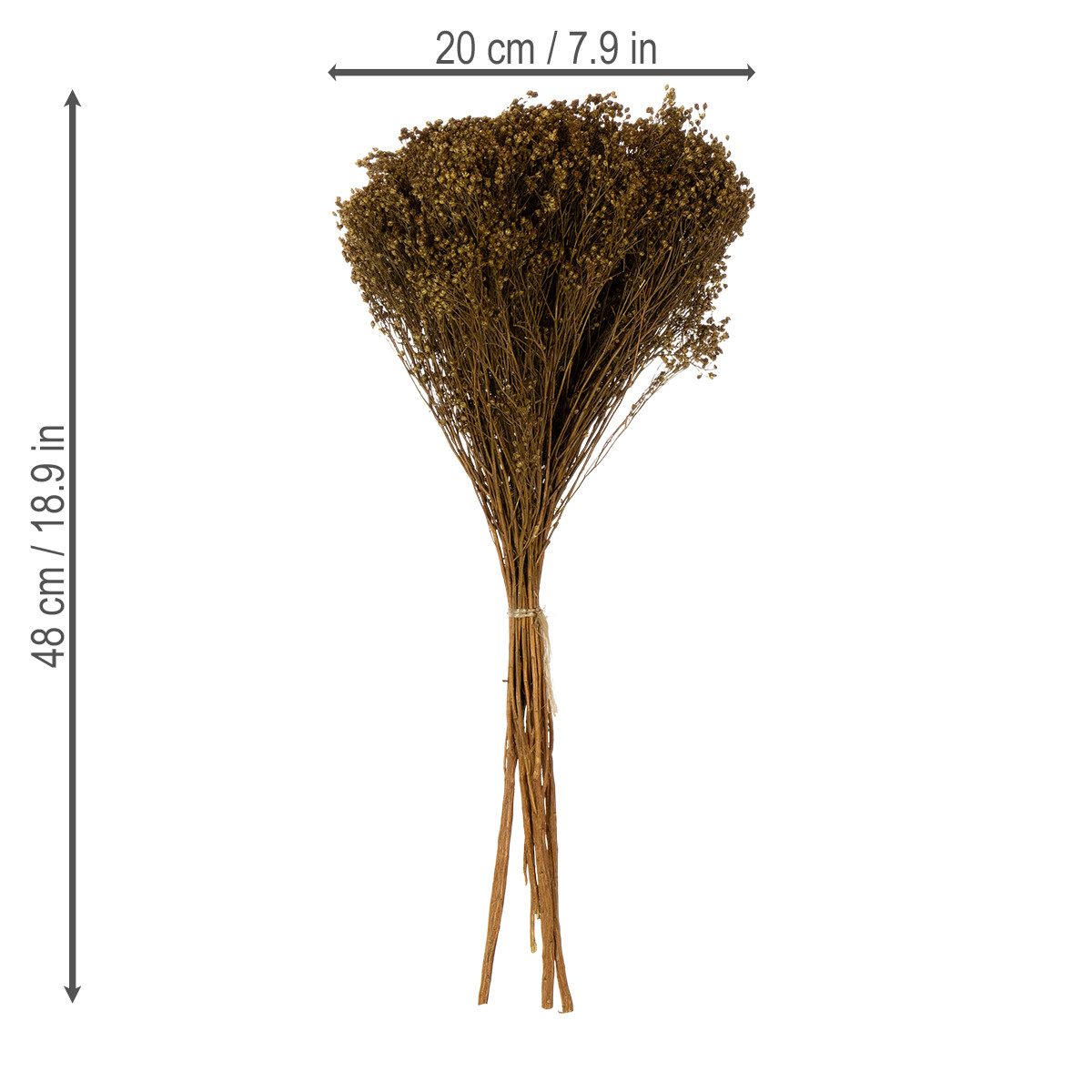 Trockenblume Trockenblumen für Dekoration Kränze und Gestecke, Florists Products, Höhe 48.0 cm