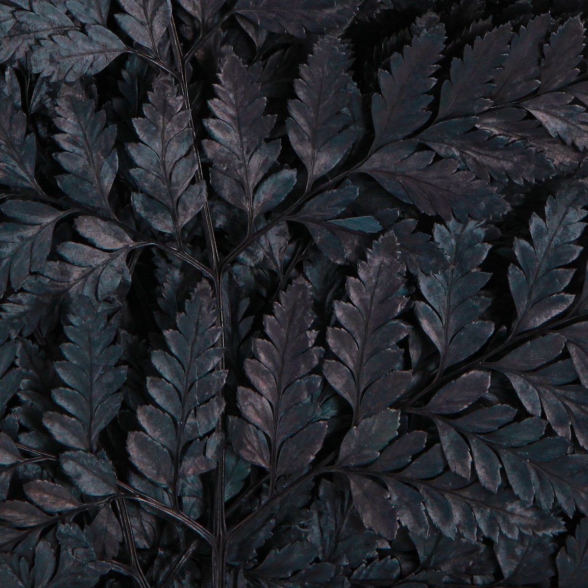 Trockenblume Schwarze Echte Farnwedel 45cm 10 St - Dekoration Eleganz, 10 Stück, Florists Products, Höhe 45 cm