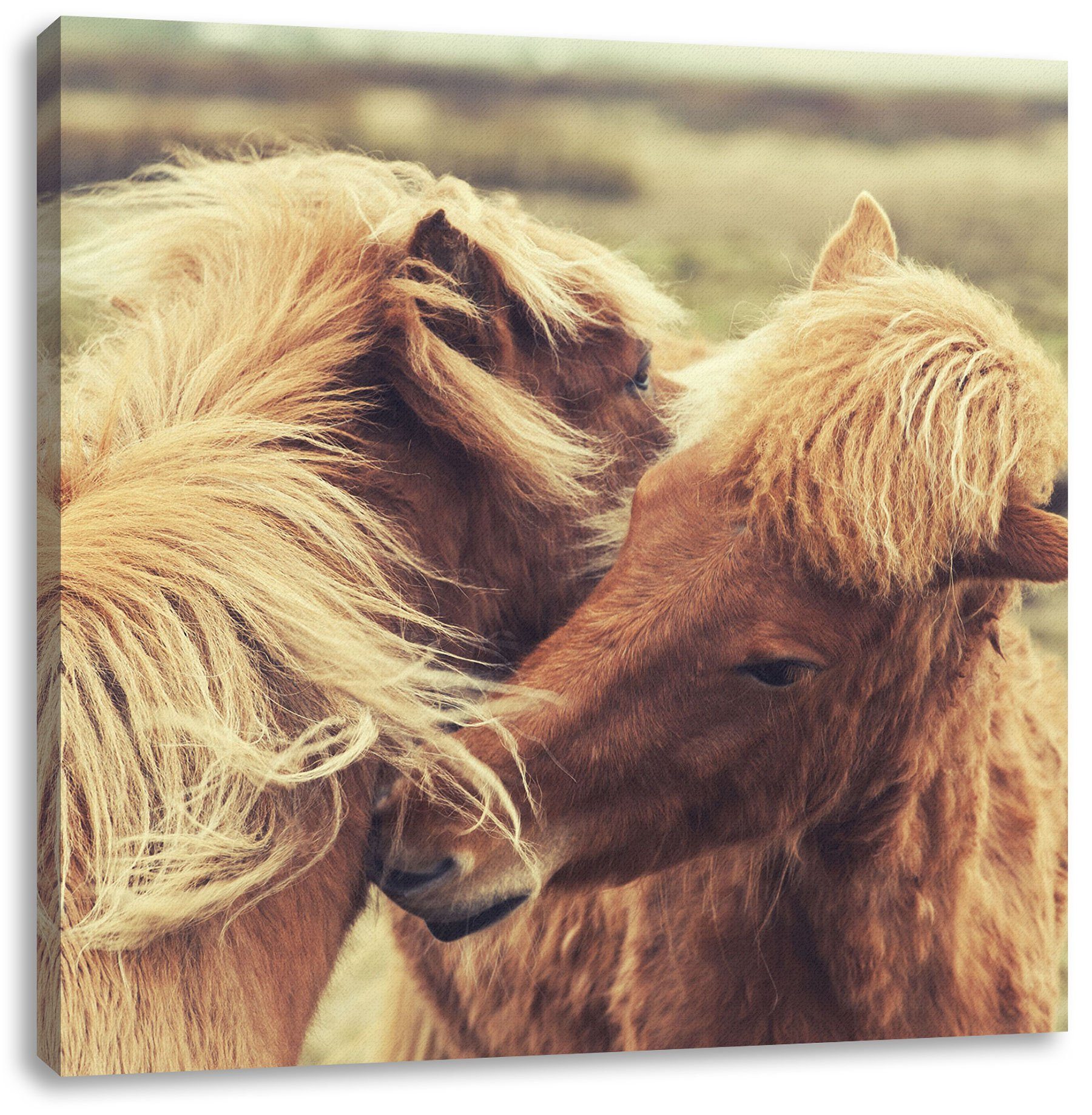 Pixxprint Leinwandbild Islandpferde Pony, Islandpferde Pony (1 St), Leinwandbild fertig bespannt, inkl. Zackenaufhänger | Leinwandbilder