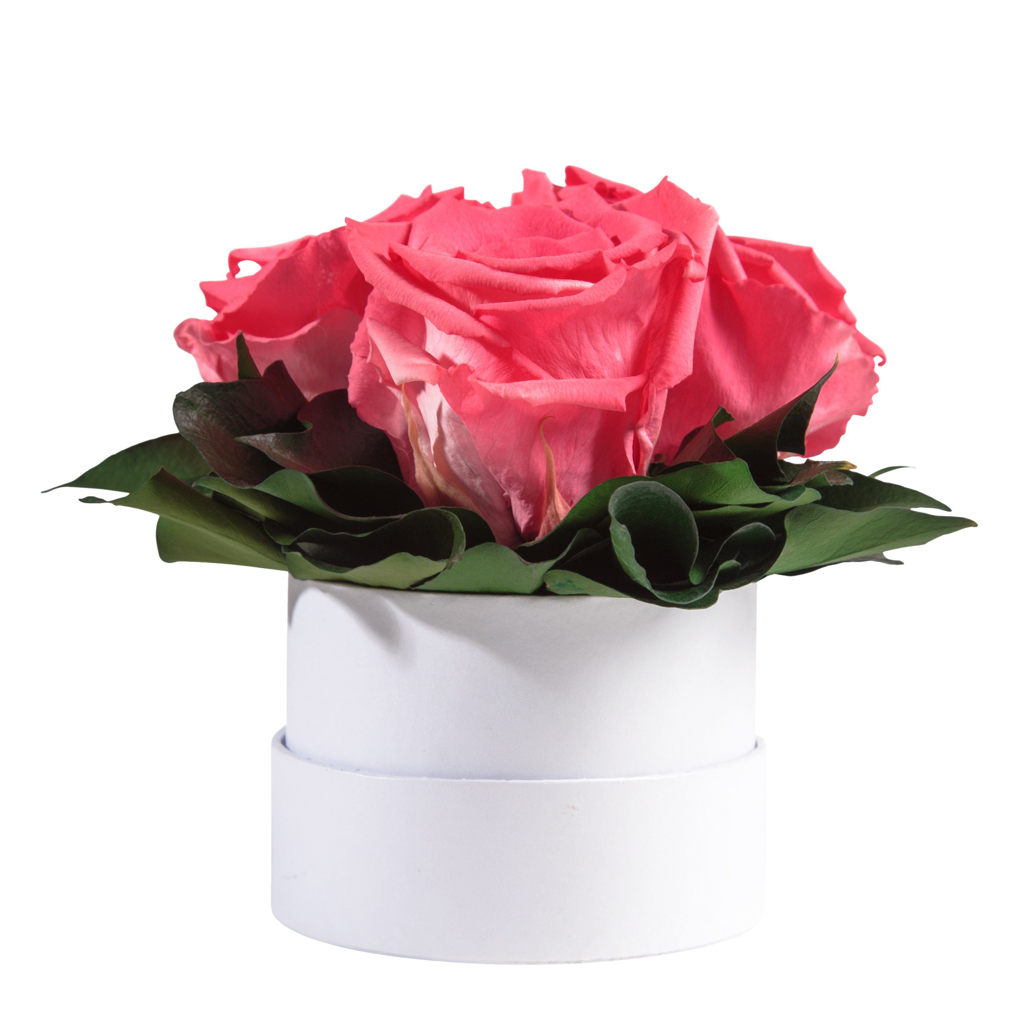 Geschenk Sie 10 SCHULZ konserviert Rosenbox Rosen rund Heidelberg, cm, weiß 3 Höhe Kunstblume ROSEMARIE Rosen Rose, echte Korall Infinity für