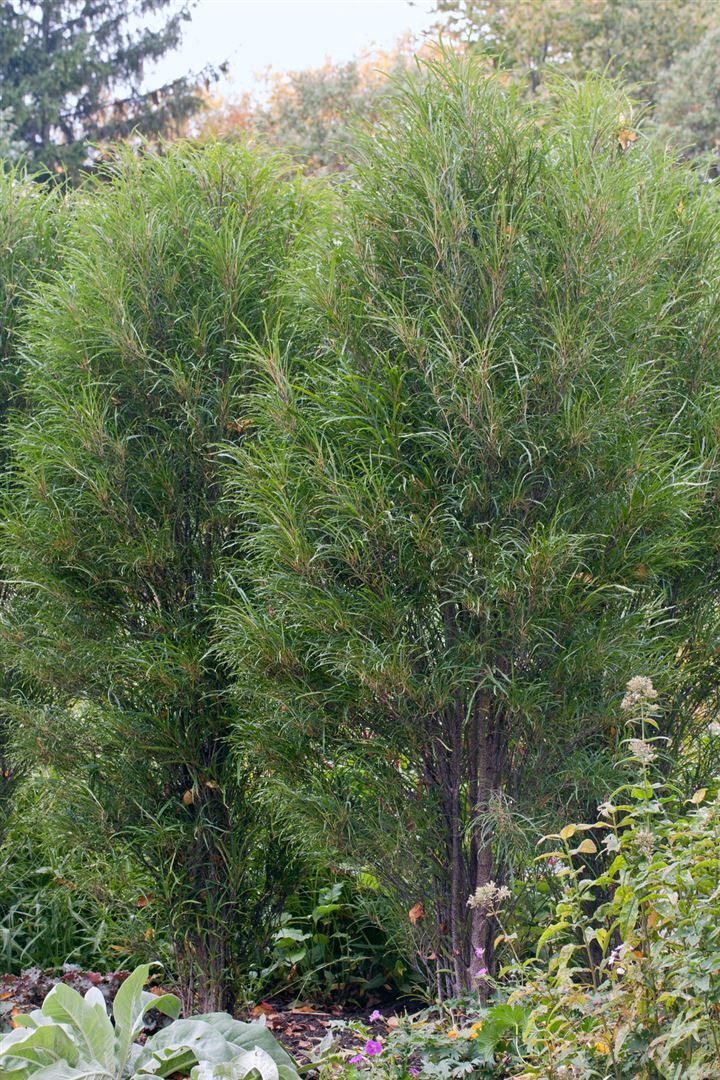 Pflanzen für Dich Gehölze Rhamnus fran. Fine Line, 1 St., Faulbaum, Pulverholz, Auerweide