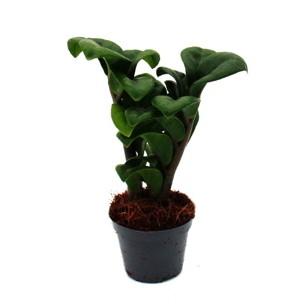 Exotenherz Zimmerpflanze Mini-Pflanze Zamio Palme Zamioculcas zamiifolia Gl günstig online kaufen