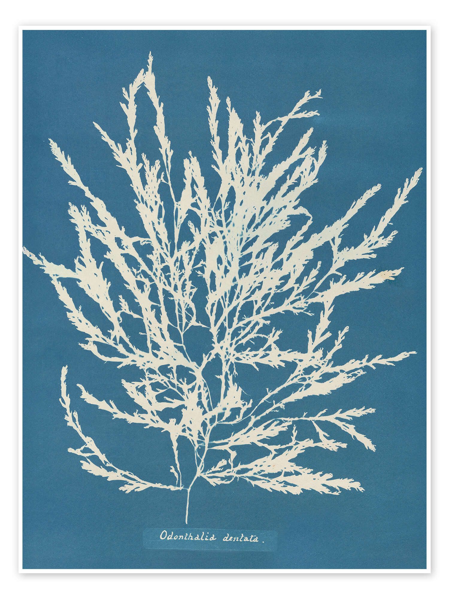 Poster Anna Atkins