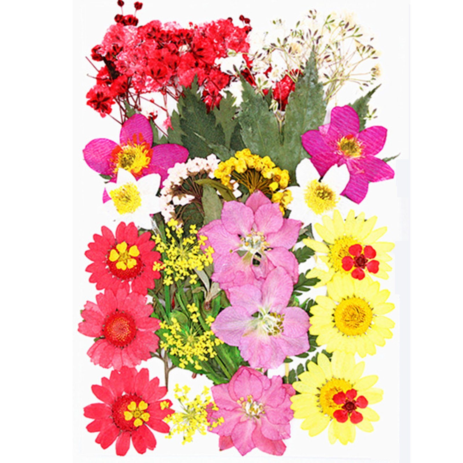 Trockenblume DIY Trockenblumen-Material-Set, Modische Gepresste Blumen, Pflanzen, Blusmart, Trockenblume new flowersK