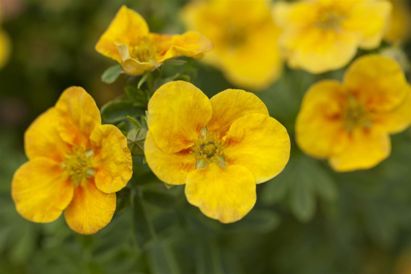 Pflanzen für Dich Bodendecker Potentilla 'gelb', 1 St., Fingerstrauch, Fünffingerstrauch, gelbblühend, kompaktwuchs